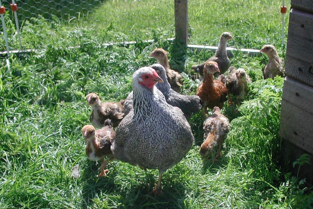 فيلا Gangvidefarm Stånga المظهر الخارجي الصورة